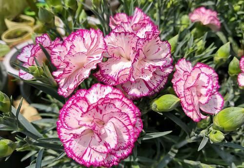  「优良」客厅养花，那就养”优良名菊“鳞托菊，花开如鱼儿嬉戏，精美绝伦