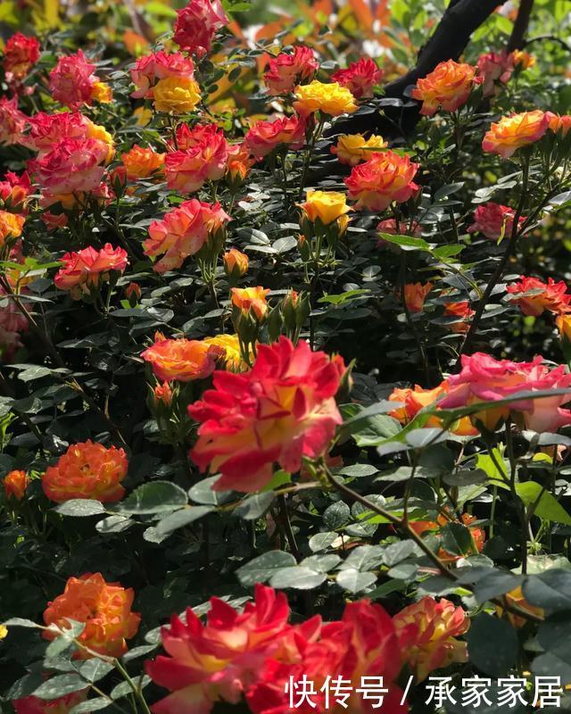  #起劲#3种开花劳模，一个比一个开得起劲，一开就是一面花墙！