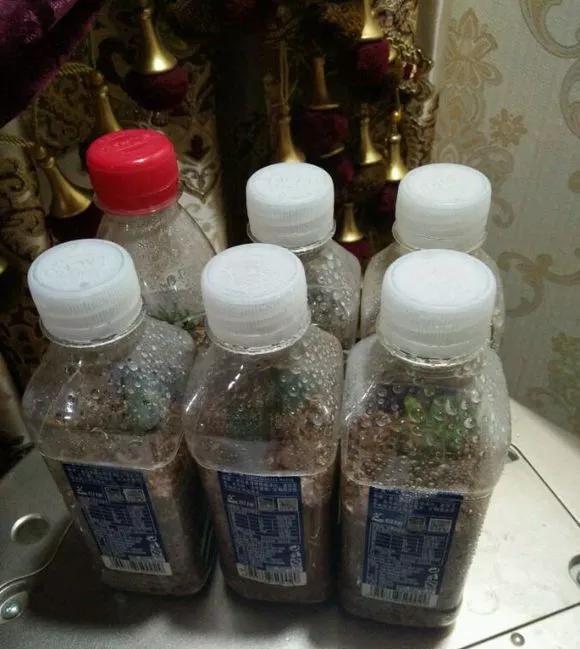  『养花』塑料瓶千万别扔,用来养花真是神器!可别浪费了!
