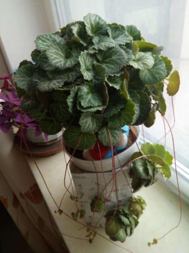 『植物』野外有种植物叫虎耳草,它的内在价值很高,收集回来可以卖好价钱