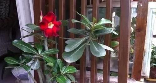  「经验」养花得学点小经验，牢记4条规则，花草叶片绿根须旺开花多