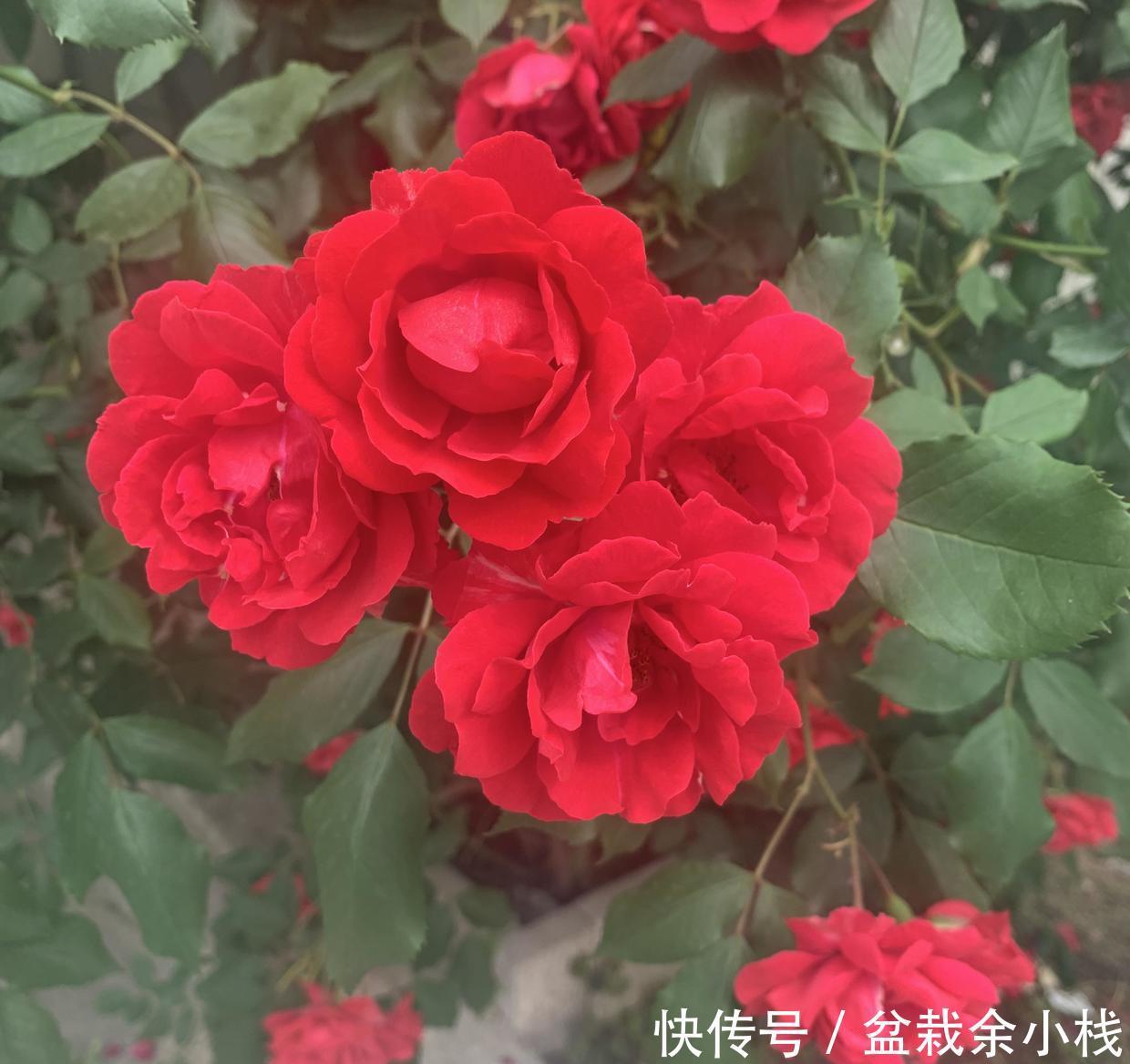 省钱|大哥图省钱,给蔷薇浇“金汁”,如今长到2层楼高,花开上万朵