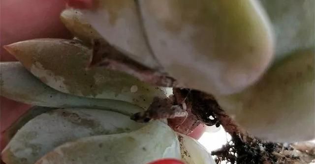  「浇错」5种花就怕乱浇水,浇错了不是黄叶就是烂根,更别指望开花了!