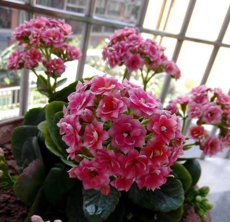 「长寿」长寿花一直开着花,可以换盆吗?