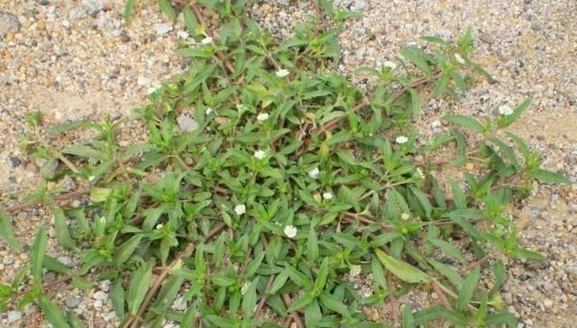  农村：农村这常见野草，农民称它天然黑发剂，殊不知价值珍贵，