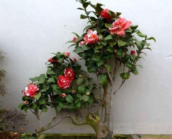  『夏季』希望自家的花草枝叶繁茂、开花旺？夏季勤修剪，3种植物砰砰开花