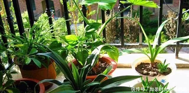 「植物」家中养这4种“绿植”,不仅观赏性大,不开窗也能净化空气!