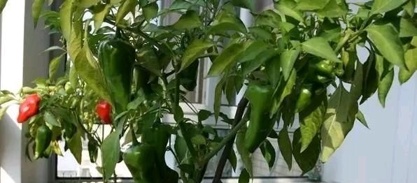 蔬菜@阳台上种了4种蔬菜。整个夏天你都不买蔬菜。你可以一个接一个地吃。绿色健康