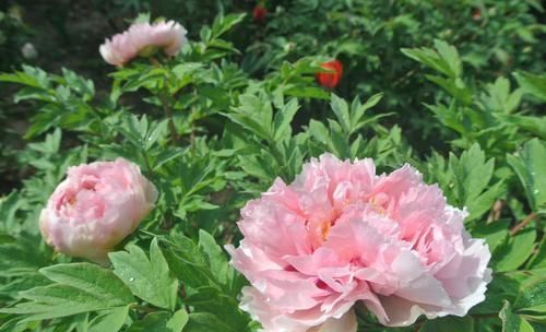 国色天香:此花国色天香,富贵吉祥,花大色艳,值得养护欣赏