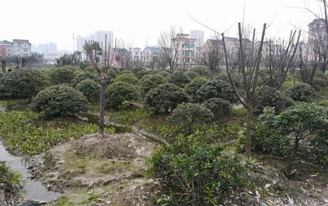 农村掀起种树热，专家不解：好端端的农田不种庄稼，为何改种树？