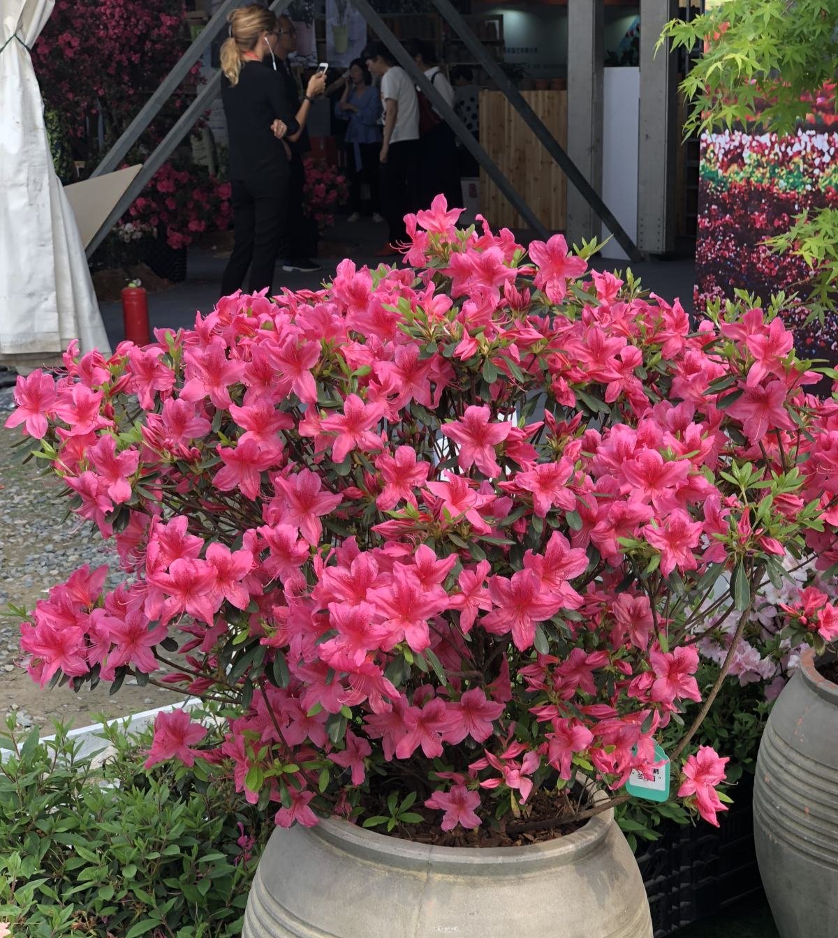  #死翘翘#2种公认难养的花,浇水要浇对,不然很快死翘翘
