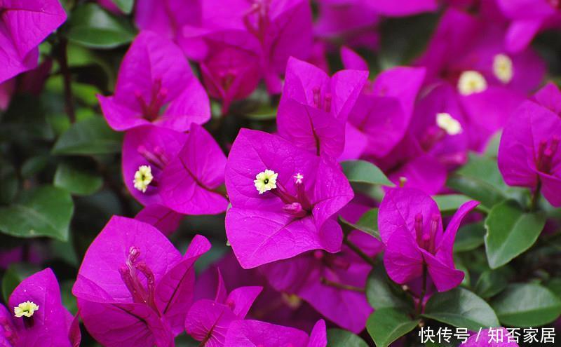 『三角梅』在家中养护自己喜欢的花卉,以下3种花卉是理想的室内花卉,美丽