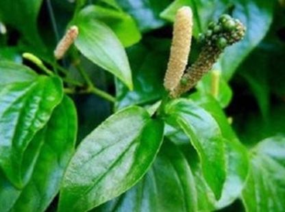  「药材」名副其实的“农村之宝、牙疼特效药”，很多人不识货！