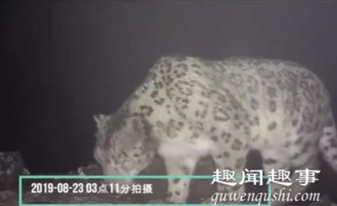 四姑娘山野生雪豹 到底是在哪里拍到的？