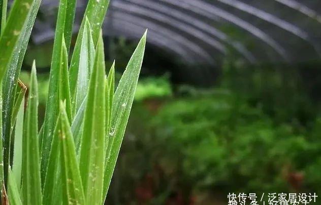 『快速』五一节前,怎样让兰花新芽快速成长,不是施肥也不用激素