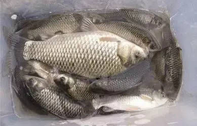  【扎紧袋口】饵料配方不求人，有这些钓上的鲫鱼一尾比一尾大！