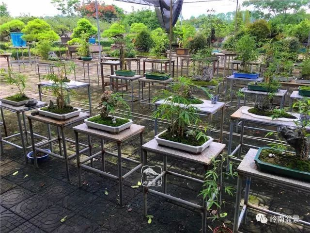 盆景构景十种风格