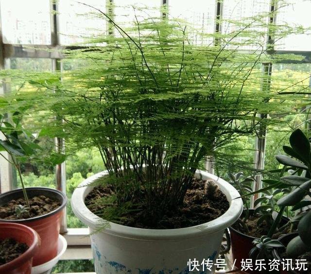 「新芽」文竹不长新芽问题可能出在“4个地方”,做对了很快爆盆