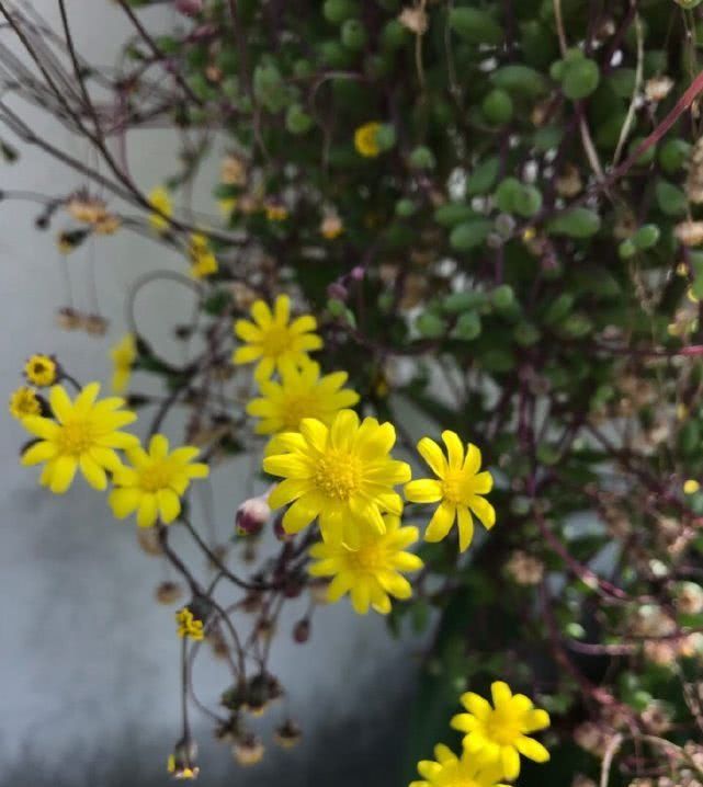 「植物」最好养的多肉植物,夏天也能养,花叶俱美多季开花!