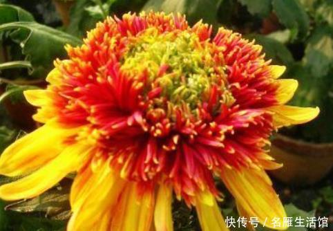 五彩斑斓:新手养花,不如养盆花中精品“金托桂”,花开金闪闪,五彩斑斓