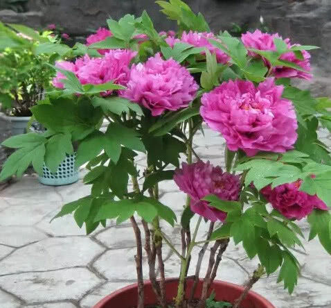  【牡丹】牡丹国色天香，但是总不开花，快看看是不是“浇水”出了问题