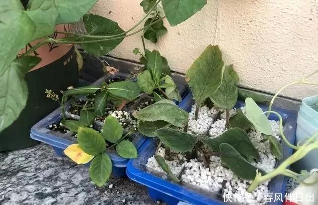 扦插|养花必备的天然植料,扦插配土全需要,养花的人绝对离不开它