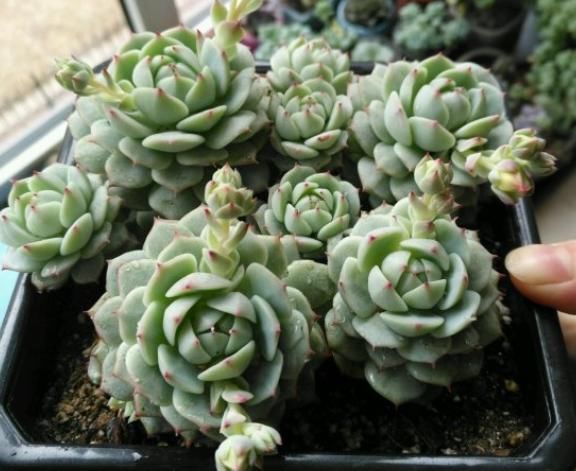  『度夏』4种花堪称“夏必死”，怕热又怕涝，现在不适合买！