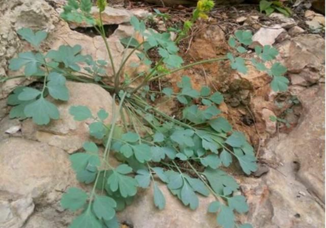悬崖峭壁上这种植物，农民冒着危险去采摘，有人出高价他们也不卖