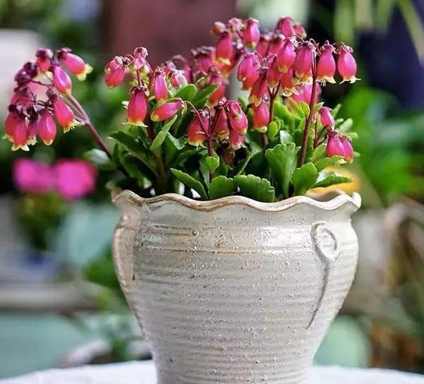  花开■喜欢栽种花草就养盆长寿花，它花型似宫灯，冬春花开不停歇