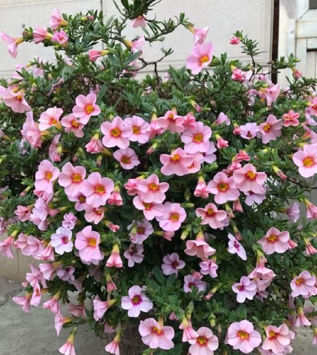  [种植]最容易开“爆盆”的花，花期几个月，花色清新种植起来非常容易！