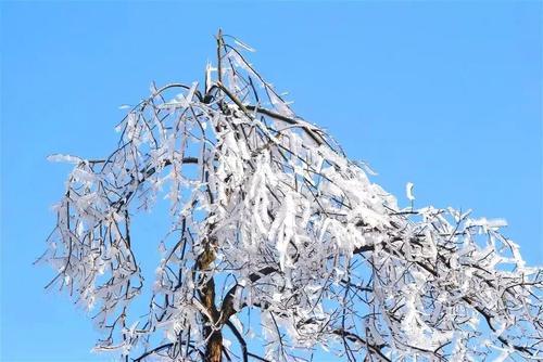 一大波美图正在向你袭来！鹰潭的雾凇让你一秒入仙境！