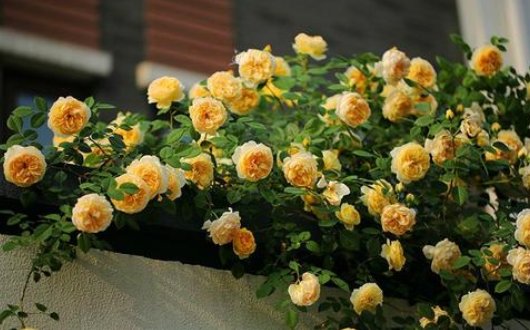  #干旱#喜欢养花？不如养一盆“彩虹藤”，既耐寒又耐干旱，四季开花不断