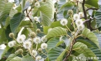  #列为#喜树被列为第一批国家重点保护野生植物，头状花序近球形
