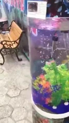 巨坑！刷爆上海人朋友圈的“梦幻海洋馆”，真相太残酷……