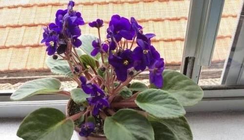  【小巧的植物】上班族盆栽花草选此4款，养护容易、颜值高，为年轻人增添活力
