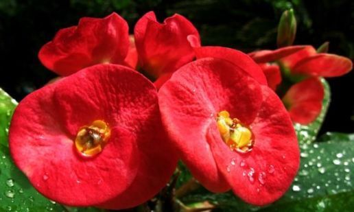  邻居■这4种花卉，花期长花量大，养在阳台美如铃铛，邻居看了羡慕不已