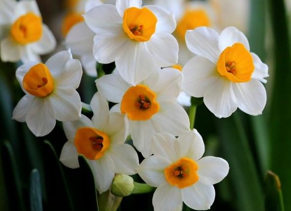  『植物』此5种花超好养，有水就能爆盆，最适合新手养，花开又多又香，美