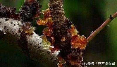 农村烂在树上没人要的恶心东西，拉到城里卖，被城里人一扫而空！