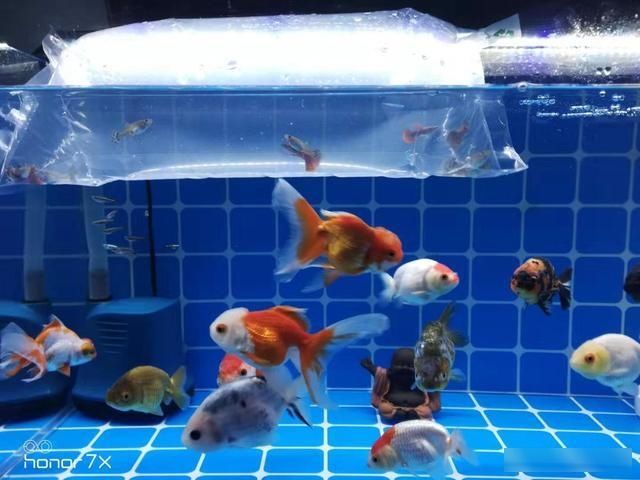  鱼缸@鱼缸里接二连三死鱼，不是让你继续养下去，是时候按下暂停健了