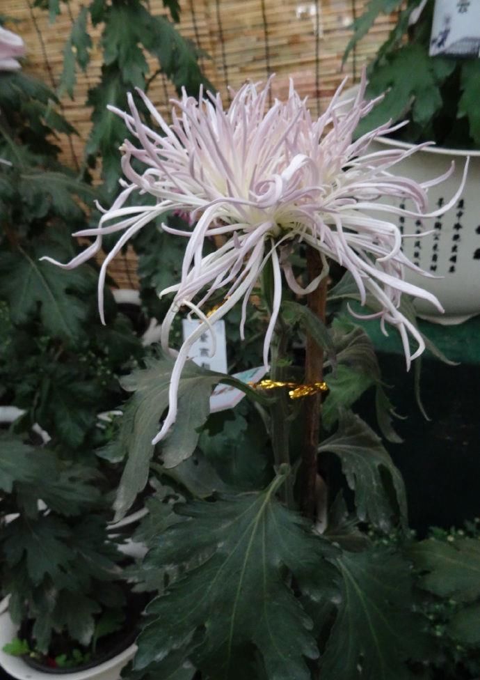  [仙鹤]喜欢菊花，首选“菊中精品”灰鹤展翅，似仙鹤起舞，展翅高飞