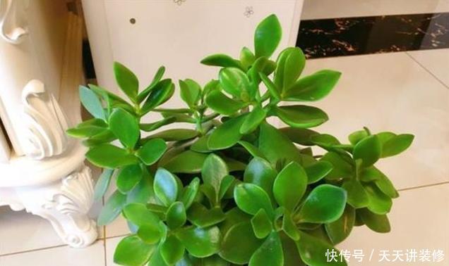  适合：三种“耐旱花”，少浇水反而长得旺，新手都适合养，真正的懒人花
