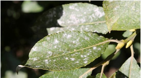  下图|香樟叶片上有白点，慢慢死，是什么病，见下图？