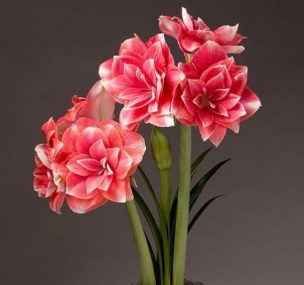  『旺盛』夏季就养这几款花，枝繁叶茂，长势旺盛开花美，丢到阳台绚丽夺目