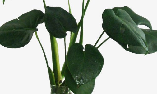  『细节』龟背竹的养殖方法和注意事项,分享三个重要细节,蹭蹭长,开背快
