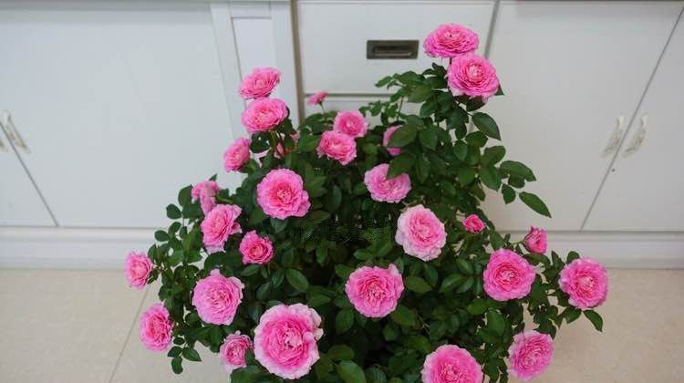  『繁盛』这些花卉被称为“开花机器”，全年开花不断，花开繁盛惹人爱，美