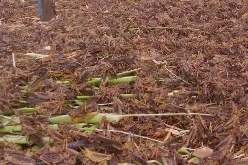 为什么古代蝗灾很多，现在却没有了？是因为古代种了很多粮食却没