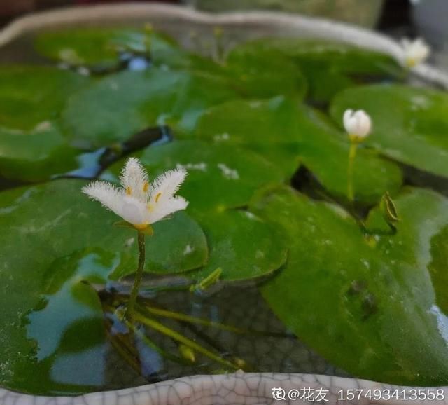  『简直』只用水不用土的植物，一片叶子就开花，简直太神奇了！
