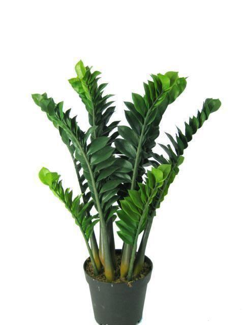 适合懒人养的植物,一个月浇1-2次水就可以了