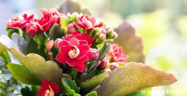 花朵|养花就养此3种,花朵硕大颜色鲜艳,好养易活爆盆容易,人见人爱