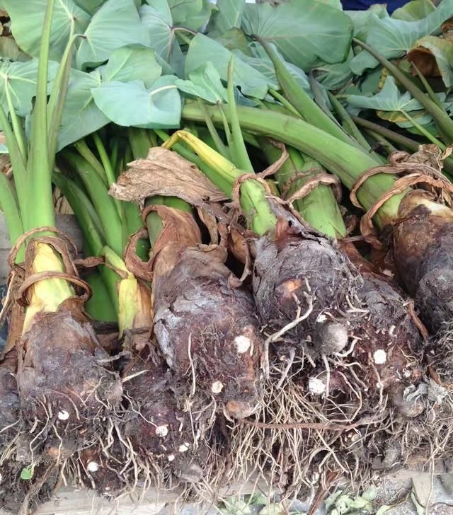  「模式」种植芋头，可以参考这几种施肥模式来施肥